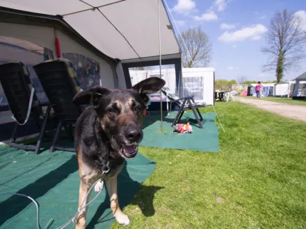 Kampeerplaats Comfort met huisdier
