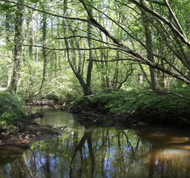 Natuurgebied Leudal 3