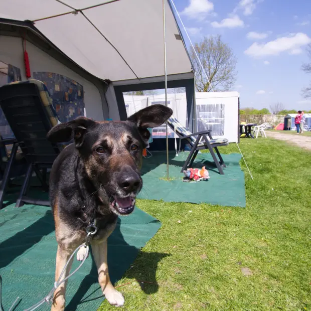 Kampeerplaats Comfort met huisdier